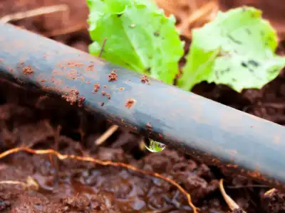 Filters for Dripline Irrigation